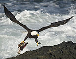 shoreline, birds, eagle, osprey, heron, rocks, sand