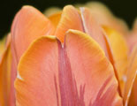 flowers, water, wood, abstract, macro photography