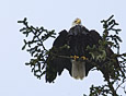 Feathers : Eagle 100-200-7