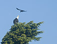 Feathers : Eagle 100-205-2