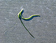 Shoreline: Seagrass 100-148-2