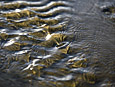 Shoreline : Water Ripples 100-121-9